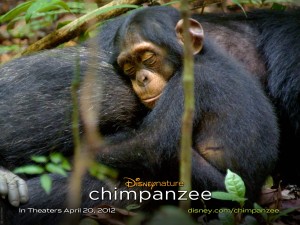 Chimpanzee-hugs