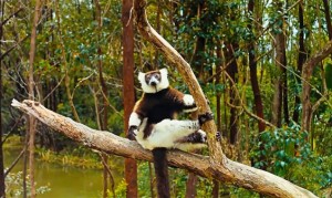 island-of-lemurs-madagascar-02-636-380